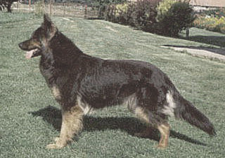 Czech German Shepherd Dogs