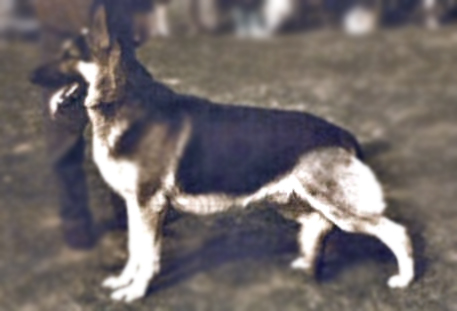 British Line German Shepherd Dog