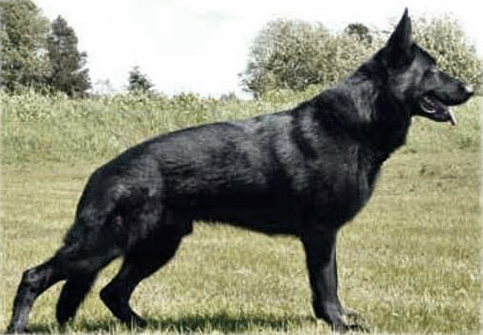 Working Line German shepherds