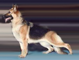 North American Line German Shepherd Dog