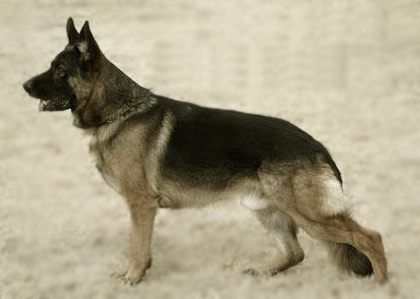 Old American Show Line German Shepherd Dog